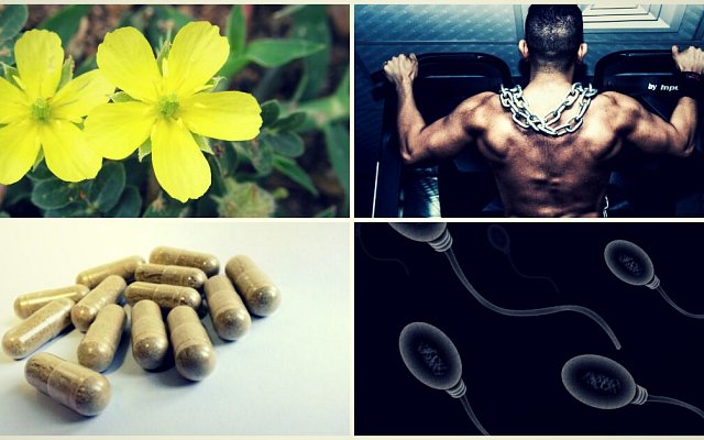 Čo je Tribulus terrestris?
