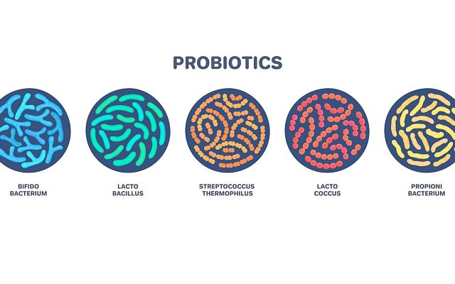 Probiotiká - význam bakteriálnej črevnej flóry pre športovcov